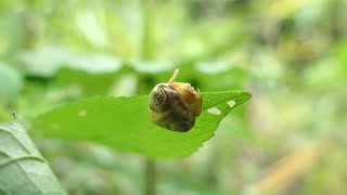 オオトリノフンダマシ（クモ）