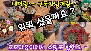 저랑 구독자님랑 모모다육이 에서 쇼핑한 다육이  소개해요 ~🌸 같은취미로 함께 쇼핑 하는 재미도 솔솔해요🤗