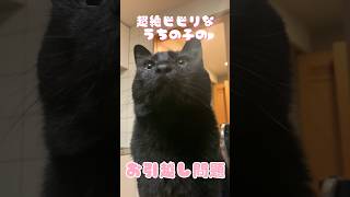 もーちゃんのお引越し問題②#short #cat #猫の引っ越し