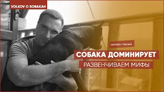 Собака доминирует - мифы о доминировании собак. Доминирование собак. Доминантная собака