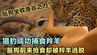 豹子VS鬣狗，獵豹和鬣狗上演螳螂捕蟬，黃雀在后 #gentleman探案 #电影 #电影解说 #影视 #影视解说