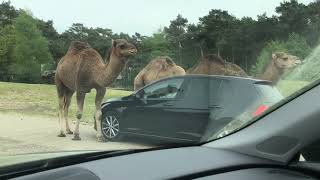 Beekse Bergen - Autosafari