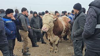 Daxshat Tonnali Rekord Buqalar Marg'ilon mol bozori Bunaqasi Bo'lmagan O'ta Baland