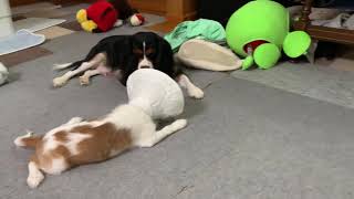 キャバリア　ハムちゃん＆ミルク　子犬　親子　Cavalier King Charles Spaniel puppy    キャバリア　カル＆ミル