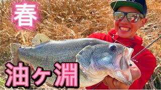 春の油ヶ淵の釣り方！【油ヶ淵】