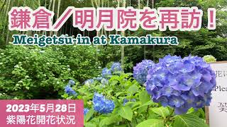 鎌倉／明月院  2023年5月28日　また紫陽花を見に行きました。明月院ブルーに少しずつ変わってきています。今回は本堂後庭園の見頃を迎えている花菖蒲も楽しみました＃鎌倉＃明月院＃アジサイ