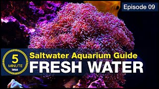 How to make the best water possible? The result is a thriving saltwater tank & RODI is the answer
