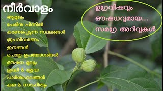 നീർവാളം | നഞ്ഞ് | നഞ്ച് | ചെറിയ ദന്തി | ചെറുദന്തി | Croton tiglium | Croton Tree | Purging Croton