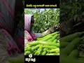 ఈ బజ్జీ మిరపతో దిగుబడి భళా high yield bajji mirchi variety meenam karshaka mitra shorts