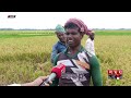 কাঙ্ক্ষিত দাম নেই ধানে অসন্তুষ্ট কৃষক naogaon news paddy rice price somoy national