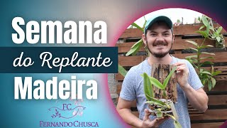 IDEIAS PARA PLANTAR ORQUÍDEAS #1 TRONQUINHO