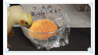 ラップは１枚だと破られる！？お誕生日ケーキの材料を食べてしまったオカメインコのきなこ