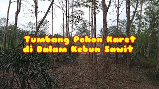 tumbang pohon karet di dalam kebun sawit