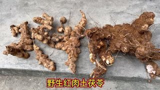 今天运气爆棚了、挖到一棵超级老的红肉土茯苓付出再多努力也值得