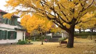 【4K】横浜山手・イタリア山庭園の黄葉