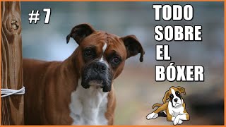 Perro Bóxer - Educación - Salud - Cuidados - Comportamiento - Historia y Origen - Características