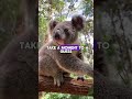 koalas 3 fascinating facts koala animals shorts