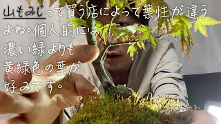 山もみじは葉性にバラつきがある。原種だから。Difference between mountain maple and garden variety