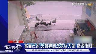 當自己家!火雞群闖洗衣店大鬧 顧客傻眼｜TVBS新聞