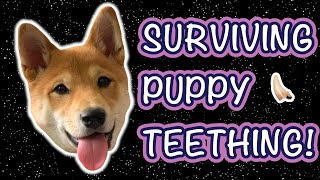 How to Survive the Puppy Teething Experience - Tips & Tricks to Help You!