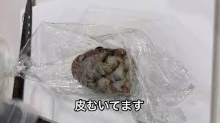 海上釣り堀　餌　エビ自作