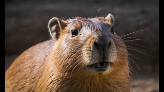 Capybaras in the Wild