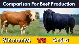 Angus vs Simmental | Which One Is Best Breed For Meat Production