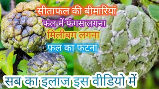 सीताफल में लगने वाली बीमारियां एवं उनका इलाज || custard apple में disease ||