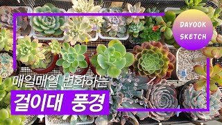 210627 걸이대 풍경 l 다육스케치 l 다육식물 l Succulent plants l 초보다육 l 반려다육 l 베란다 다육이 l 다육이 키우기