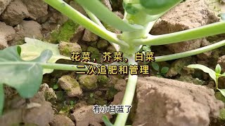 花菜，芥菜，白菜，孢子甘蓝二次追肥及后续管理