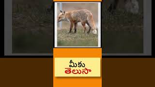 నక్క తెలివి | Facts in Telugu | #animals #fox #shorts #like #facts #viral