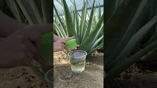 Just cut from plant and make a aloe vera gel #organicfarming #aloevera #satisfying #shorts