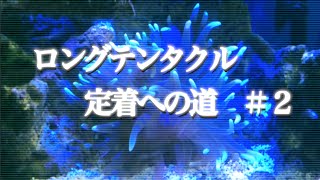 ロングテンタクル　定着への道＃２【海水魚水槽】