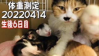 生後６日！子猫５匹！体重測定！　5 days after birth！5 kittens！Weight measurement！