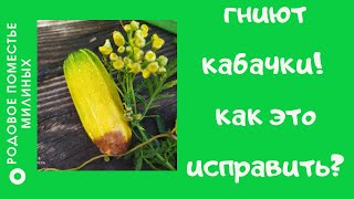 Почему гниют кабачки?