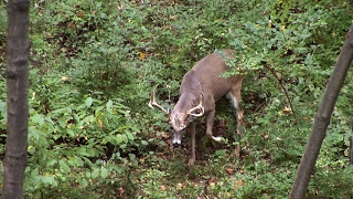 Dan Smokes a Big Ohio Buck with the Excalibur Crossbow