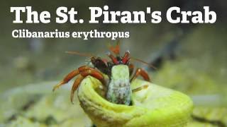 The St  Piran's Crab