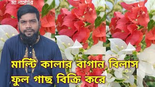 মাল্টি কালার বাগান বিলাস ফুল গাছ বিক্রি করে | মা নার্সারি | kawsar green farm