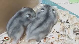 ลูกหนูแฮมเตอร์ของแม่จิ๊ดจิ๋วอายุ 15 วัน|hamster land