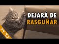 Cómo Evitar Que Mi Gato Arañe Los Muebles ft @encantadoradegatos5785