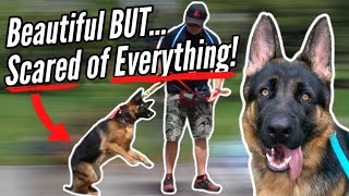 GERMAN SHEPHERD SHOULD YOU GET ONE?! Part 3