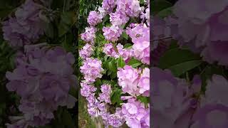 വെളുത്തുള്ളി ചെടി #garlic vine#beautiful flower#shots