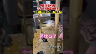 “這怎麼睡啊，還跑到床上去了！”養殖場200斤鱷魚跑進宿舍“溜達”。【真相記】