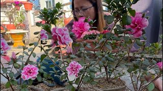 Repotting ￼￼Azalea growers