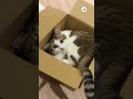 これぞ箱入り猫📦🐈｜peco