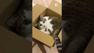 これぞ箱入り猫📦🐈｜PECO