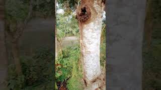 #দাজ্জালের অলৌকিক ক্ষমতা #shortsfeed#dajjal #subscribe#nature#তিনটি অলৌকিক ক্ষমতা#দাজ্জাল যা করবে