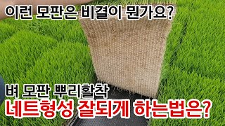 벼농사 모판 뿌리활착과 네트형성, 비법은 이것만 주세요.