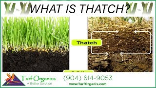 **WHAT IS THATCH IN YOUR LAWN?!?!?!