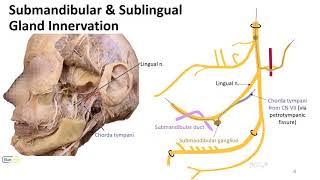 Mastication LO - Mandibular Nerve Autonomics